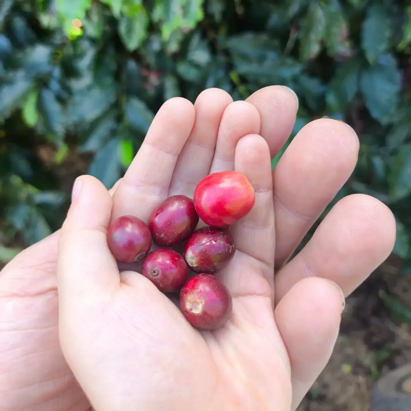 Mão adulta e mão pequena segurando juntos frutos de café