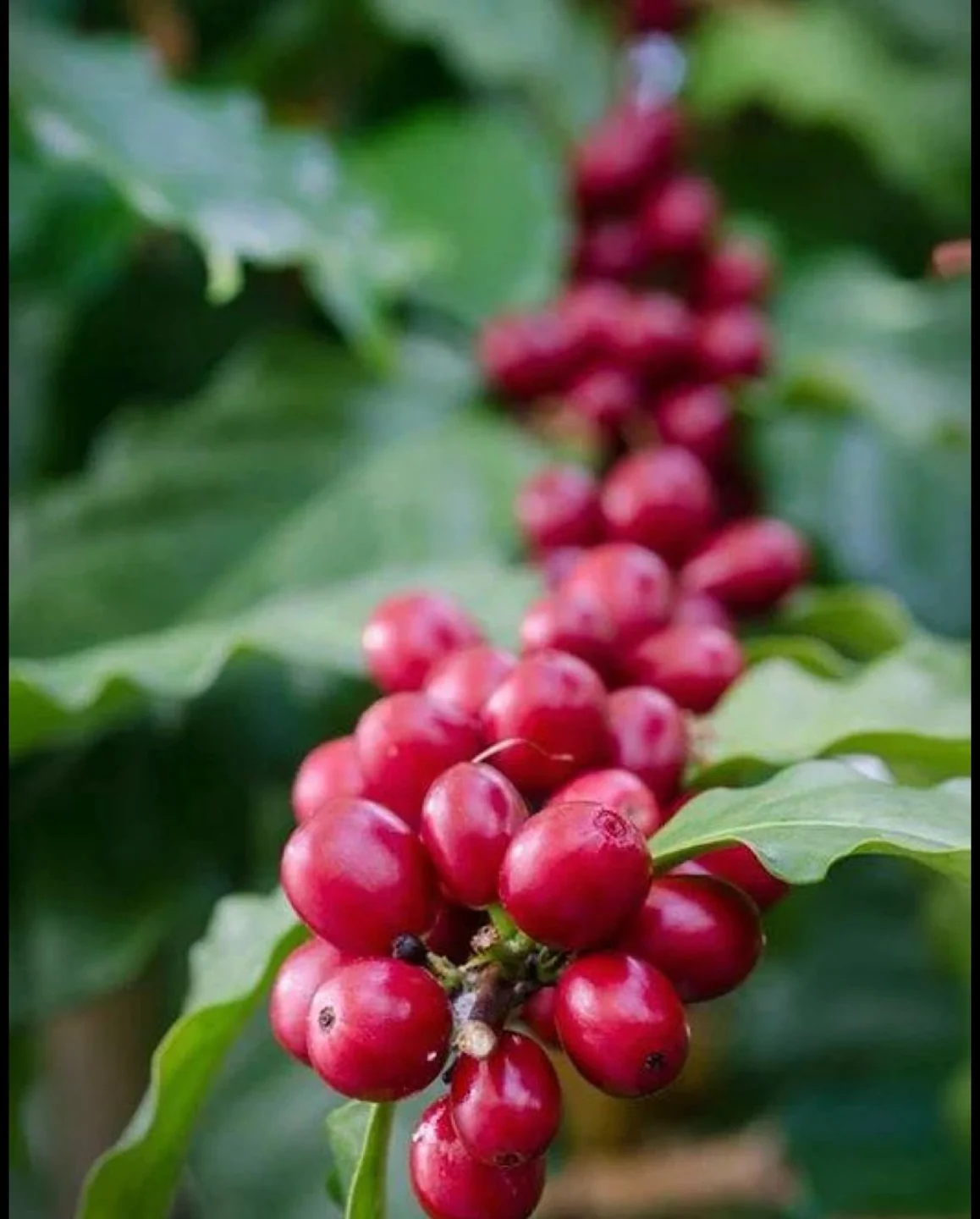 Frutos vermelhos de café ainda no ramo, na lavoura de Matias