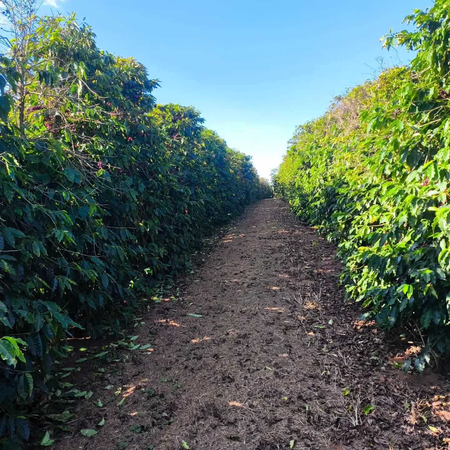 Caminho entre os pés de café da lavoura de Matias